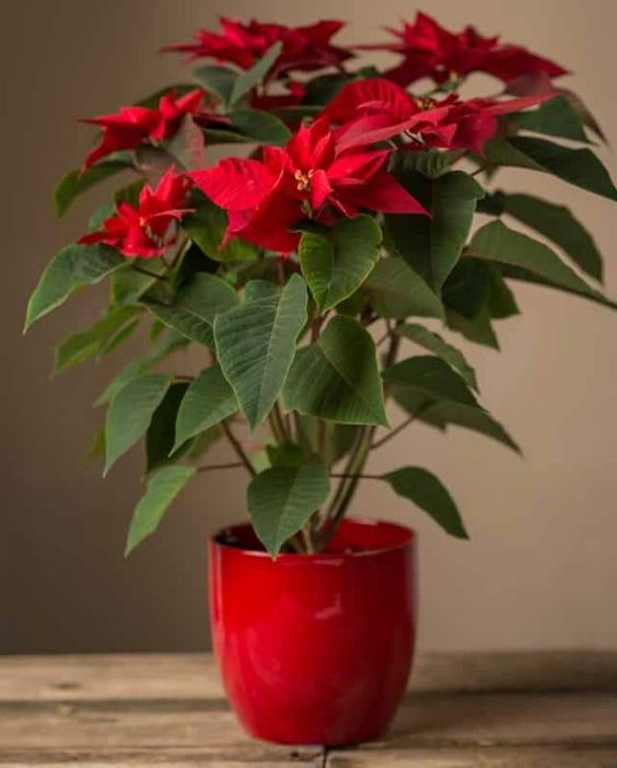 Cvetnice, Novo, Sobne biljke, Božićna zvezda - Euphorbia pulcherima