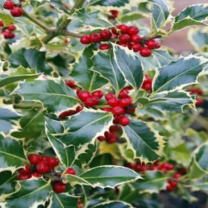 Božikovina ili Božićno drvo - Ilex aquifolium