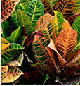 Novo, Sobne biljke, Lisno dekorativno, Kroton - Croton petra