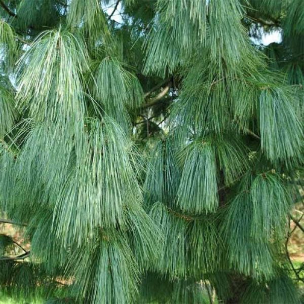 ČETINARI, Himalajski bor - Pinus wallichiana
