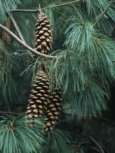 Četinari, Novo, Himalajski bor - Pinus wallichiana