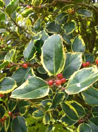 Baštenske sadnice, Ukrasno šiblje, Ilex aquifolium - Božikovina ili Božićno drvo