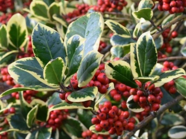 Baštenske sadnice, Ukrasno šiblje, Ilex aquifolium - Božikovina ili Božićno drvo