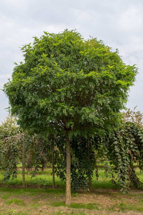 Baštenske sadnice, Lišćarsko drveće, Novo, Loptasti bagrem - Robinia umbraculifera