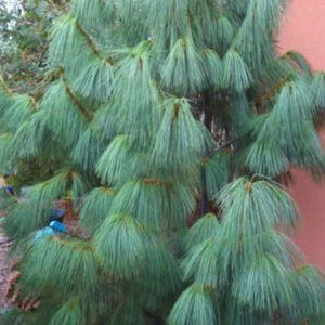 - Himalajski bor - Pinus wallichiana