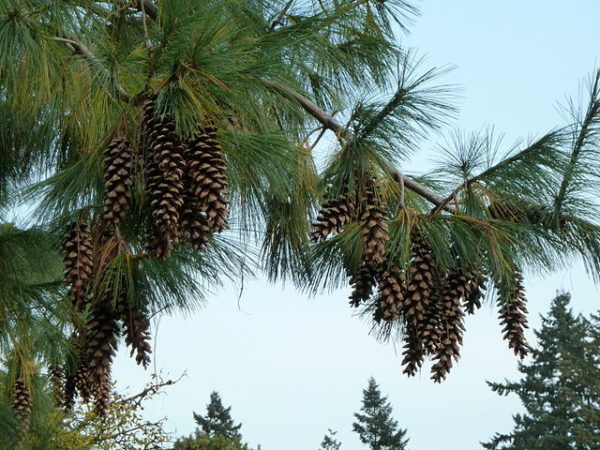Četinari, Novo, Himalajski bor - Pinus wallichiana