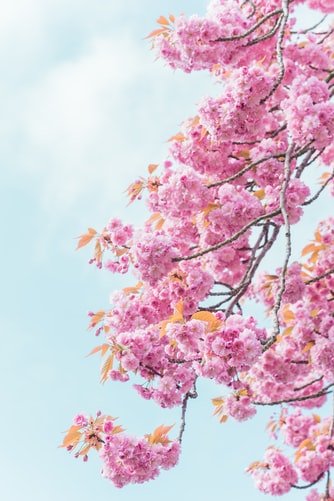 Baštenske sadnice, Lišćarsko drveće, Novo, Padajuća japanska trešnja - Prunus serrulata cansan