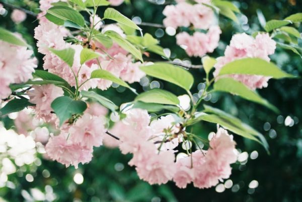 Baštenske sadnice, Lišćarsko drveće, Novo, Padajuća japanska trešnja - Prunus serrulata cansan