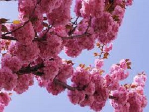 Baštenske sadnice, Lišćarsko drveće, Novo, - Padajuća japanska trešnja - Prunus Kiku Shidare Zakura