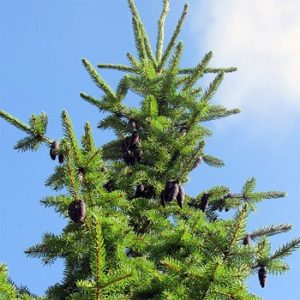 Pančićeva omorika - Picea omorica
