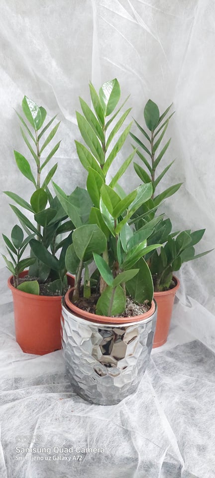 Lisno dekorativno, Novo, Sobne biljke, Zamija (Zamioculcas zamiifolia)