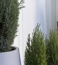 Kleka - Juniperus chinensis 'Stricta'