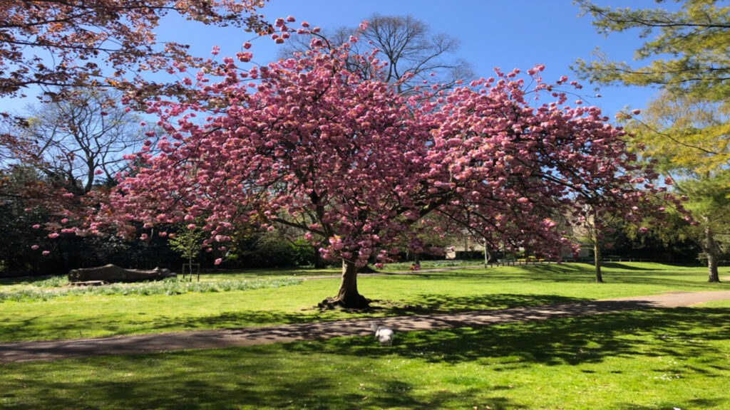 Japanska trešnja – Prolećni ružičasti talas