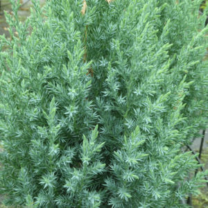 BILJKE ZA SENKU I POLUSENKU, ČETINARI, - Juniperus chinensis 'Stricta'