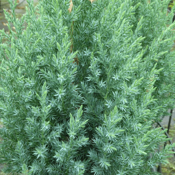 BILJKE ZA SENKU, ČETINARI, - Juniperus chinensis 'Stricta'