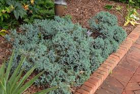 Baštenske sadnice, Četinari, Novo, Plava zvezda - Juniperus squamata 'Blue star'