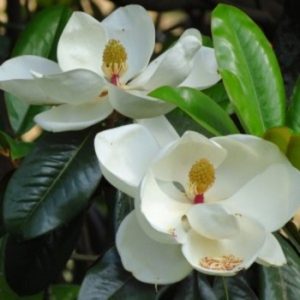 Lišćarsko drveće, Baštenske sadnice, Magnolije, Zimzelena bela magnolija - Magnolija grandiflora