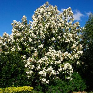 - Zimzelena bela magnolija - Magnolija grandiflora