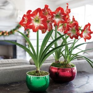 Amarilis - Kameni cvet