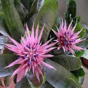 Sobne biljke, Cvetnice, Ehmeja - Aechmea fasciata