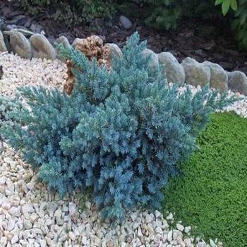 Baštenske sadnice, Četinari, Plava zvezda - Juniperus squamata 'Blue star'