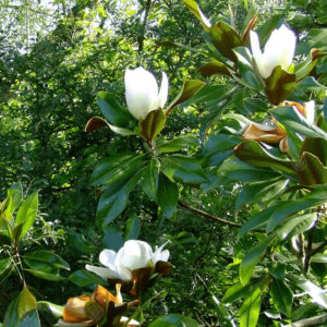 Zimzelena bela magnolija