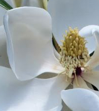 Lišćarsko drveće, Novo, Baštenske sadnice, Magnolije, Zimzelena bela magnolija - Magnolija grandiflora