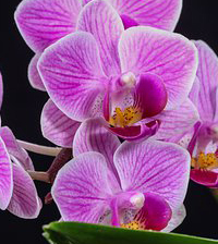 Novo, Sobne biljke, Cvetnice, Mnogocvetna orhideja - Orhideja multiflora