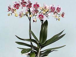 Cvetnice, Novo, Sobne biljke, Mnogocvetna orhideja - Orhideja multiflora