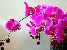 Cvetnice, Novo, Sobne biljke, Mnogocvetna orhideja - Orhideja multiflora