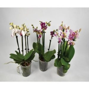 Novo, Sobne biljke, Cvetnice, Mnogocvetna orhideja - Orhideja multiflora