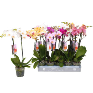 - Mnogocvetna orhideja - Orhideja multiflora