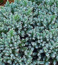 Baštenske sadnice, Četinari, Novo, Plava zvezda - Juniperus squamata 'Blue star'