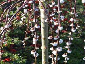 Baštenske sadnice, Lišćarsko drveće, Novo, Ukrasno šiblje, - Padajuća  vrba - Salix caprea 'Kilmarnock