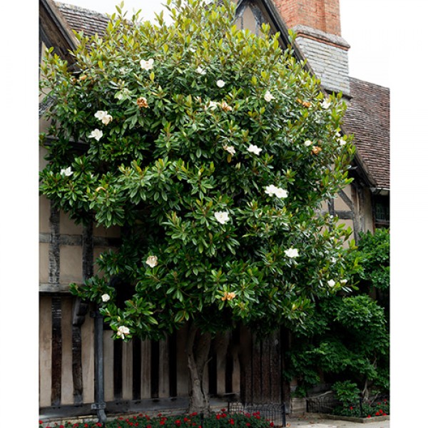 Baštenske sadnice, Lišćarsko drveće, Novo, Zimzelena bela magnolija - Magnolija grandiflora