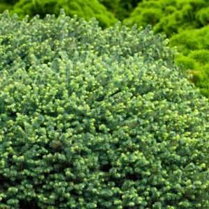 Patuljasta smrča - Picea abies 'Nidiformis'