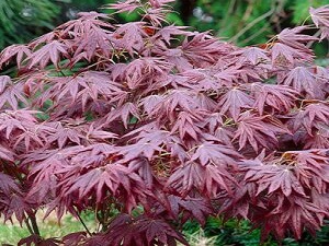 Baštenske sadnice, Lišćarsko drveće, Novo, Ukrasno šiblje, - Japanski javor - Acer palmatum atropurpureum