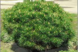 Baštenske sadnice, Četinari, Novo, Kalemljeni patuljasti bor - Pinus nigra 'Brepo'