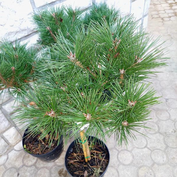 Biljke na popustu, ČETINARI, - Pinus nigra 'Brepo'