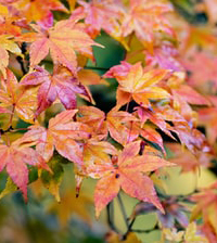 Japanski javor - Acer palmatum Orange dream