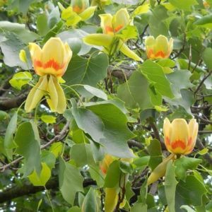 DRVEĆE LIŠĆARA, - Tulipanovac - Liriodendron tulipifera