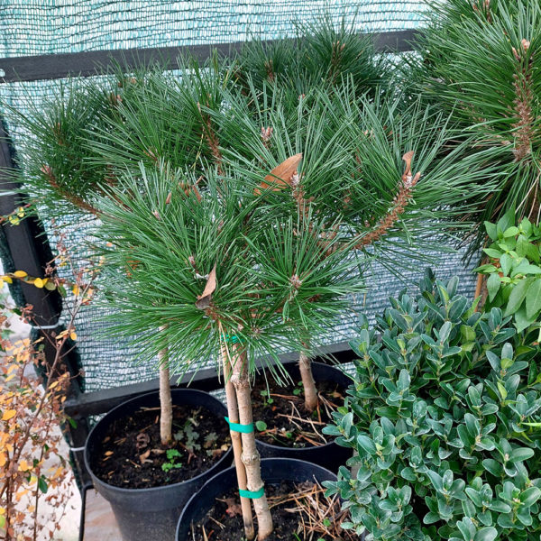 Biljke na popustu, ČETINARI, - Pinus nigra 'Brepo'