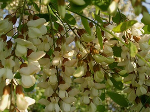Baštenske sadnice, Lišćarsko drveće, Novo, - Bagrem - Robinia pseudoacacia