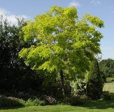 Baštenske sadnice, Lišćarsko drveće, Novo, Bagrem - Robinia pseudoacacia