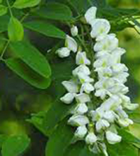 Baštenske sadnice, Lišćarsko drveće, Novo, Bagrem - Robinia pseudoacacia