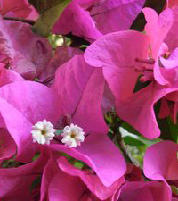 Baštenske sadnice, Cvetnice, Novo, Sobne biljke, Ukrasno šiblje, Bungevilija - Bogumila roza