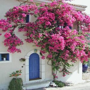 Bogumila roza - Bungevilia sanderiana