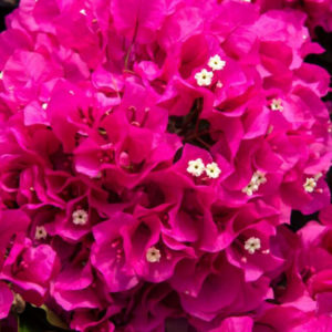 Bogumila roza - Bungevilia sanderiana