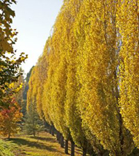 Baštenske sadnice, Lišćarsko drveće, Novo, Jablan - Populus nigra 'Italica'