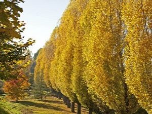 Lišćarsko drveće, Novo, Baštenske sadnice, - Jablan - Populus nigra 'Italica'